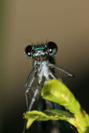 06-7541 Close up of the Head of a Male Dark Winged Demoiselle (Calopteryx splendens, xanthostoma)
